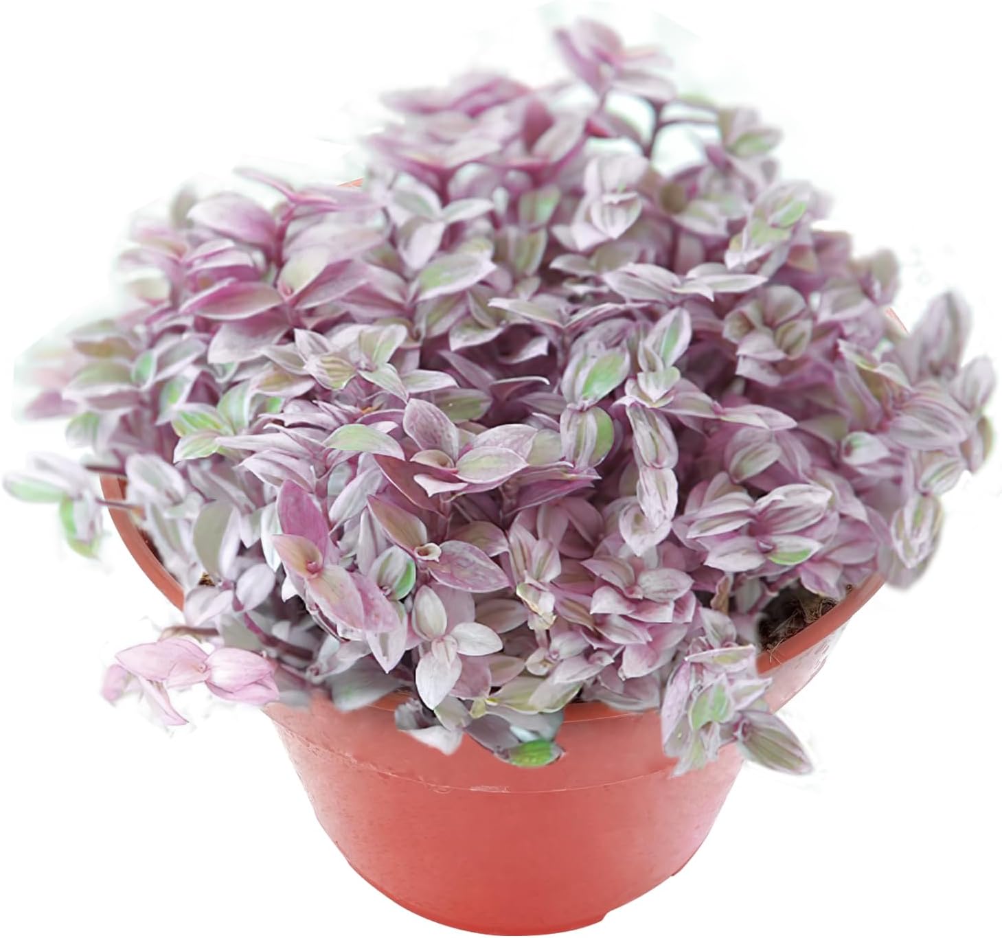 Sprout N Green Rare Succulent Callisia repens 'Pink Lady', 1 Live Succulent Plant Fully Rooted, House Plant for Indoor Outdoor Home Office Wedding Decoration DIY Project Party Favor