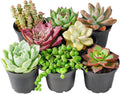 Sprout N Green Live Succulent Plants, 8 Pack Assorted Real Succulents Potted in 2" Starter Pot with Soil Mix, Rare Small Indoor House Plants for Home Garden Wedding Decor Party Favor