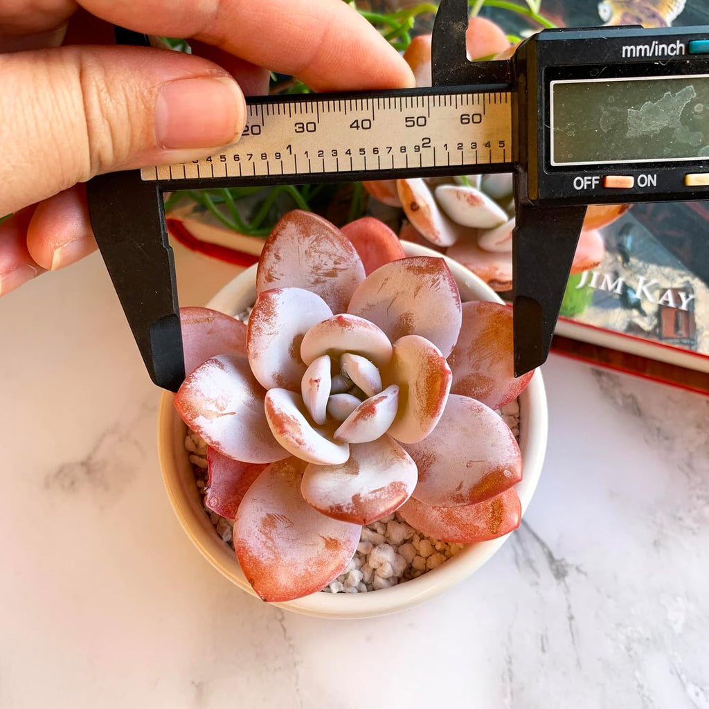 Echeveria Laui Rare Live Succulent Plants, 1 Head 2.5" Bare Root Without Pot & Soil, Garden Indoor Office Desk Baby Shower Decoration, Friend Plant Lovers Gifts