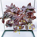 2Pack Reptile Fake Plants for Terrarium, Amphibian Habitat Decor Artificial Hanging Plants with Suction Cup, Artificial Leaves for Snake Tank Accessories.-Zebrina Purple