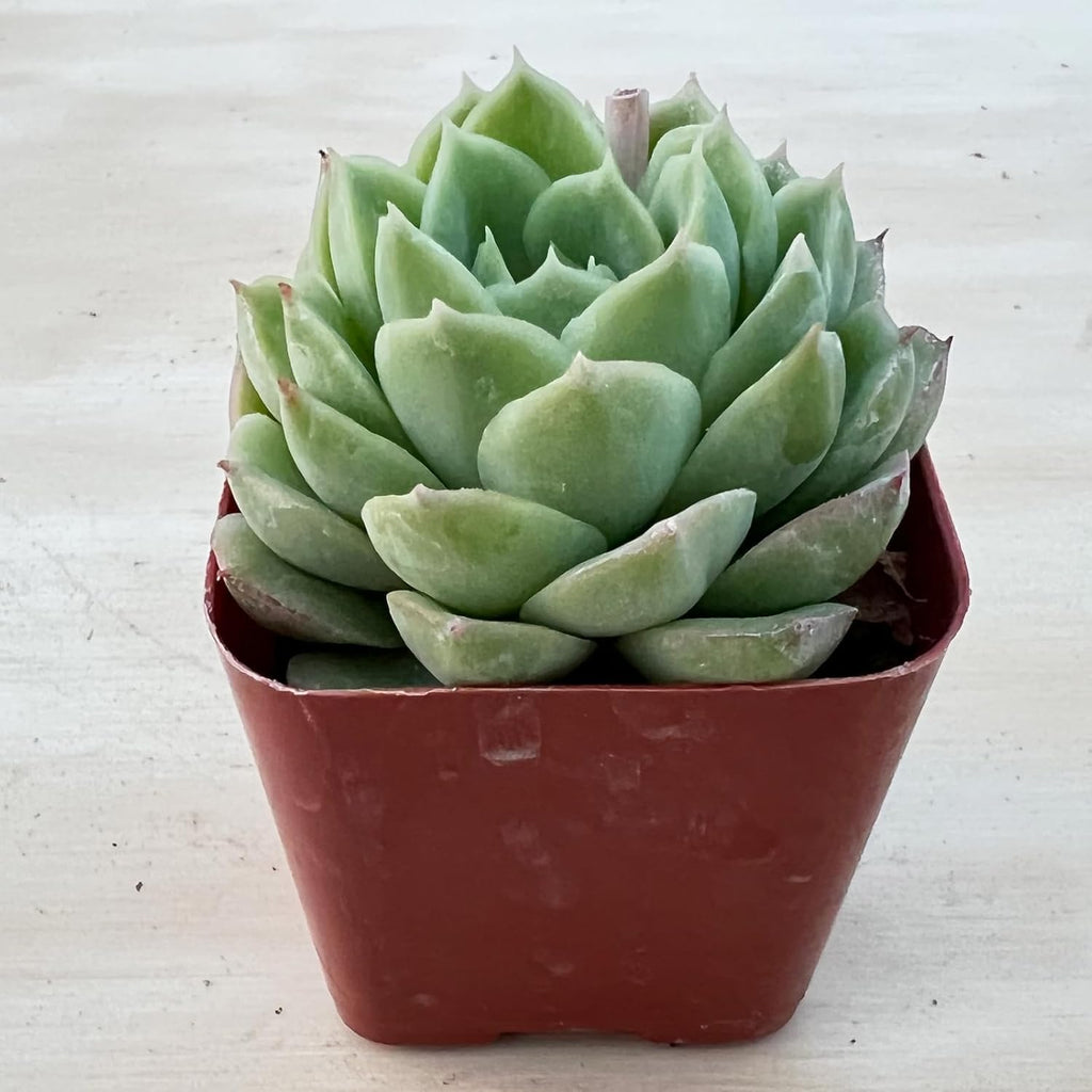 Sprout N Green Echeveria 'Lime and Chile', Live Succulent Plant Fully Rooted in 2" Pots with Soil Mix, Real Houseplant for Indoor Outdoor Home Office Wedding Decoration Party Favor