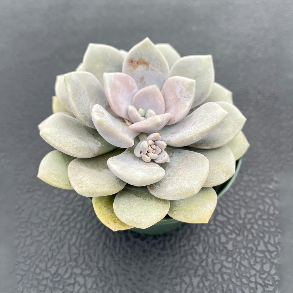 Live Succulent Plants (x Graptoveria 'Margaret Rose'), Easy Care Houseplant for Home and Office Decor, Great Gift for Housewarming, Birthday, Thanksgiving