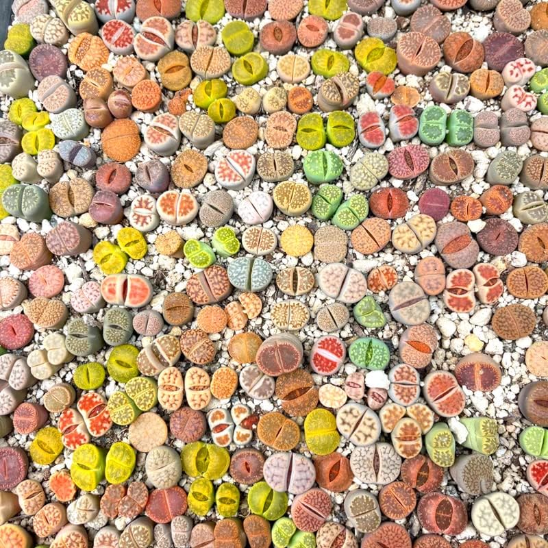 20 Lithops Live Plants Mix, Colorful Lithops Succulents Plants Live, Rocks Living Stones Succulent for Planting Indoors Outdoors