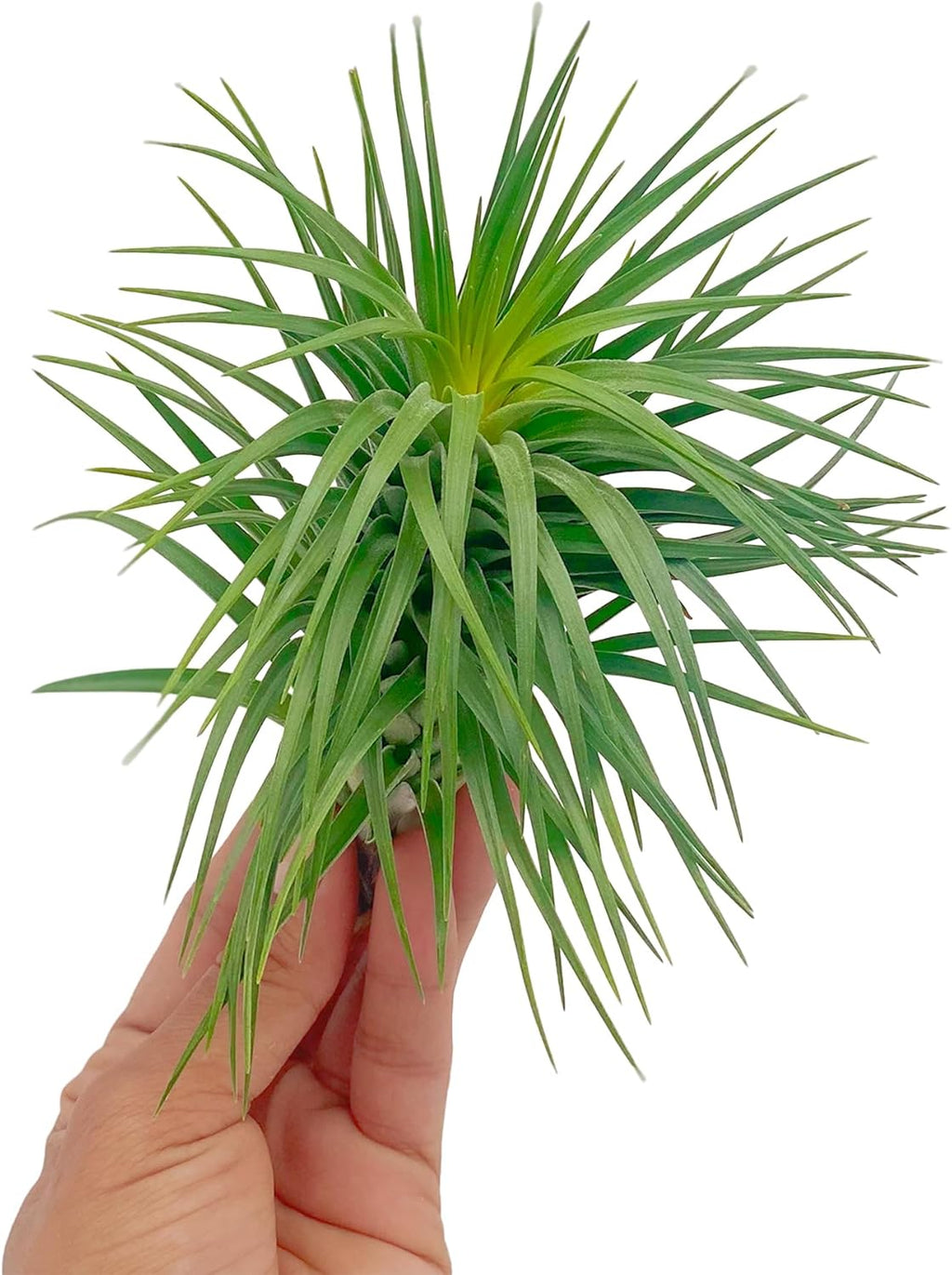 ragnaroc Air Plants - Flowering Tillandsia Pink Paske Large 5" - 2ct - Live Arrival Guaranteed - House Plants for Home Decor & Gift