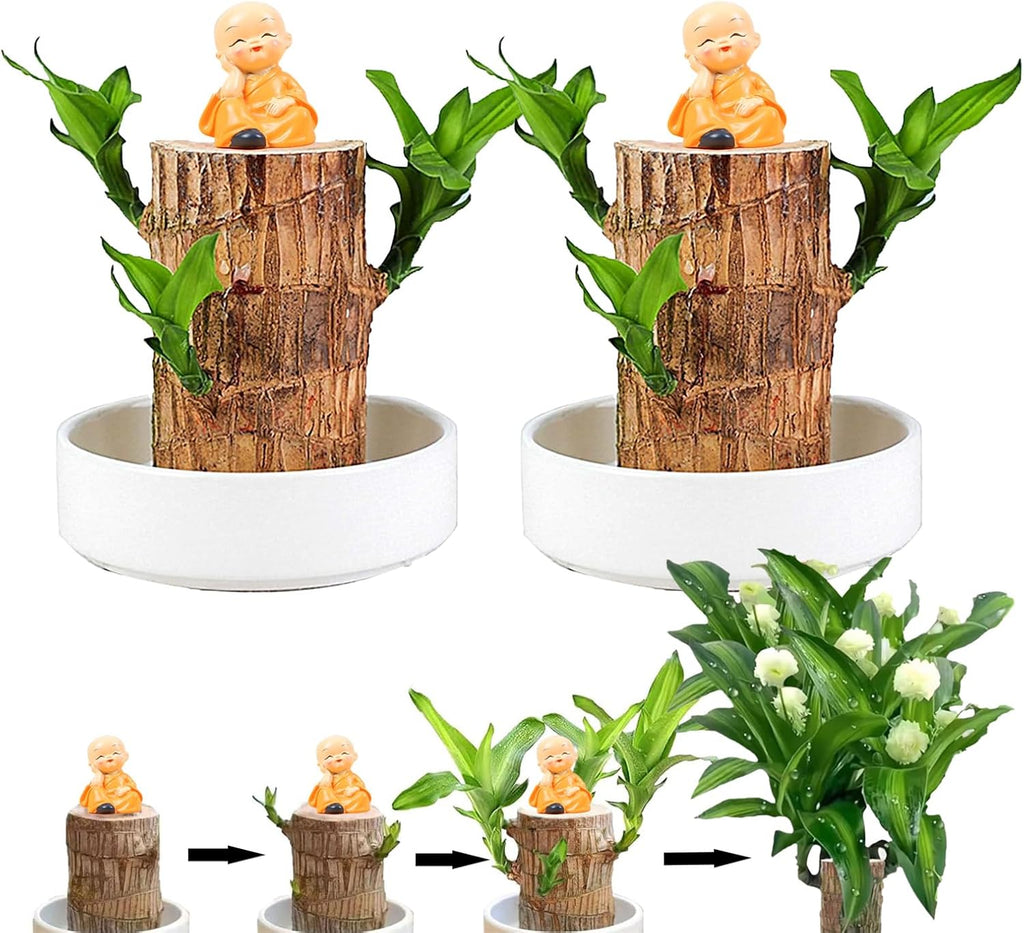 Brazilian Lucky Wood Plant Set, Natural Fortune-Bringing Ornaments Suitable for Office Desks, Desks, and Bedrooms (Yellow Monk)