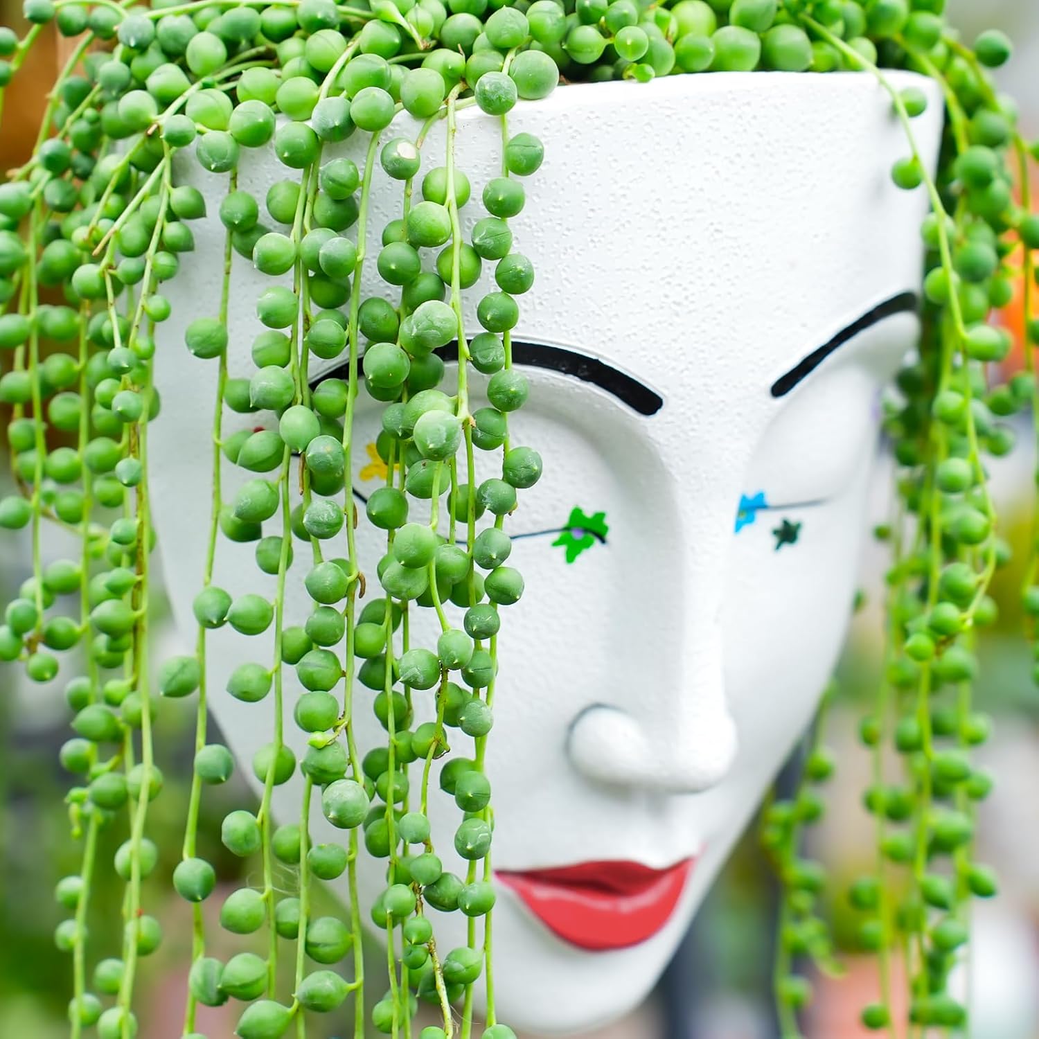 Sprout N Green Live Mini Succulent Plant, 2in String of Pearls, 1 Pack Rare Fully Rooted in Pot, Real House Plant for Home Office Wedding Decoration DIY Projects Party Favor
