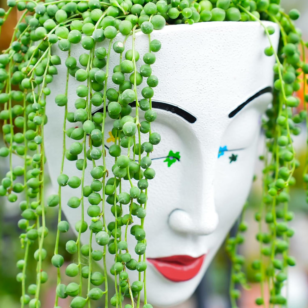 4" String of Pearls, Live Trailing Succulent Fully Rooted in Pots with Soil Mix, Rare House Plant for Home Office Wedding Hanging Decoration, DIY Projects, Party Favor