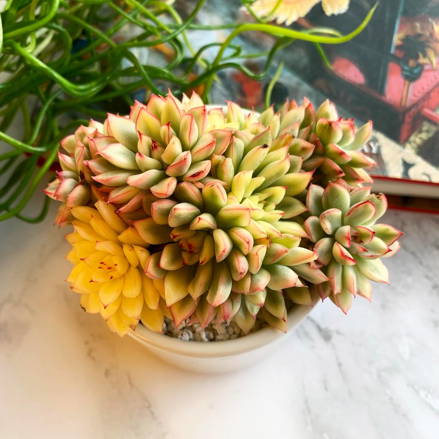 Echeveria Mebina Variegata Rare Live Succulent Plants, Variegated 4" Bare Root Without Pot & Soil, Garden Indoor Office Desk Baby Shower Decoration, Friend Plant Lovers Gifts