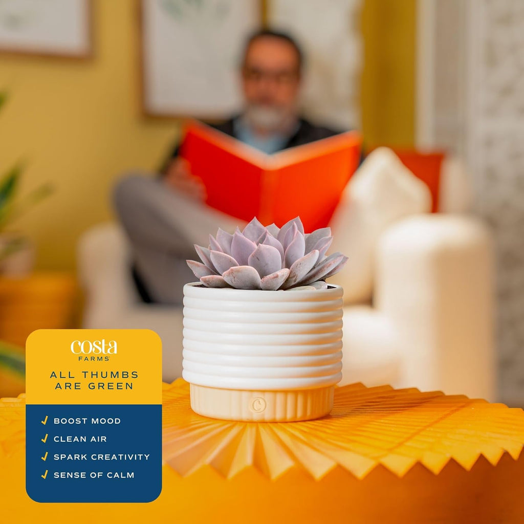 Costa Farms Live Succulent Plant, 6-Inches Tall Indoor Houseplant, Hand-Selected Variety, Easy to Grow in 4-Inch Succulent Pot, Room Decor for Home or Office