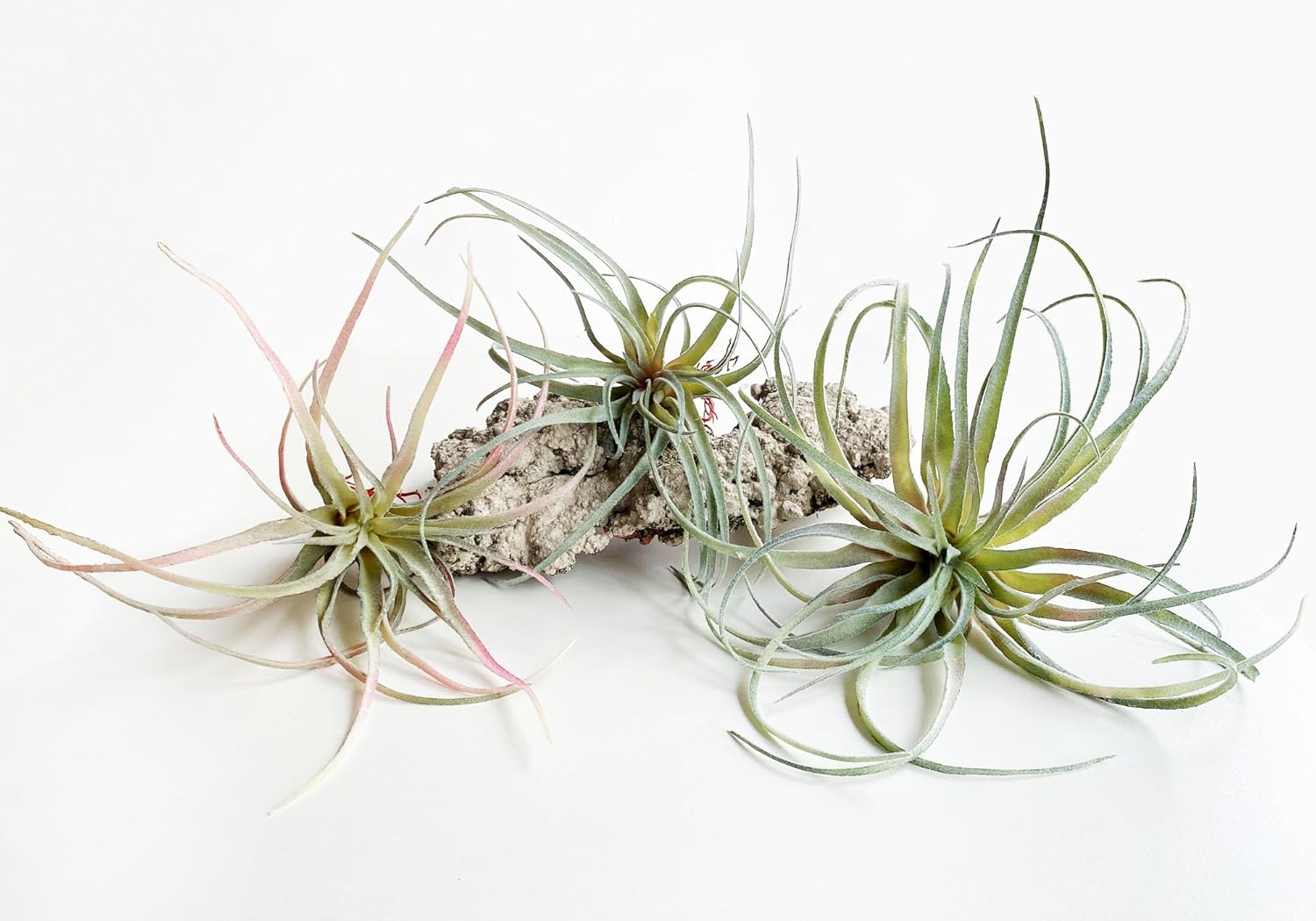 Casktcom® Artificial Air Plants – Set of 3 Large Faux Tillandsia Bromeliads – Realistic Fake Succulent Plants for Home, Office, or Wall Decor – No Maintenance Needed