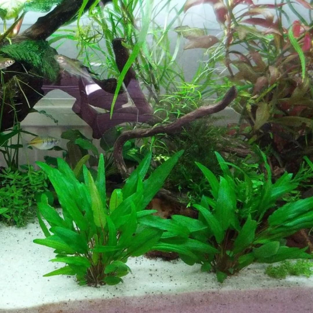 Green Cryptocoryne Wendtii Live Freshwater Aquarium Plants, Live Aquarium Pond Aquatic Plant
