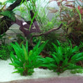 Green Cryptocoryne Wendtii Live Freshwater Aquarium Plants, Live Aquarium Pond Aquatic Plant