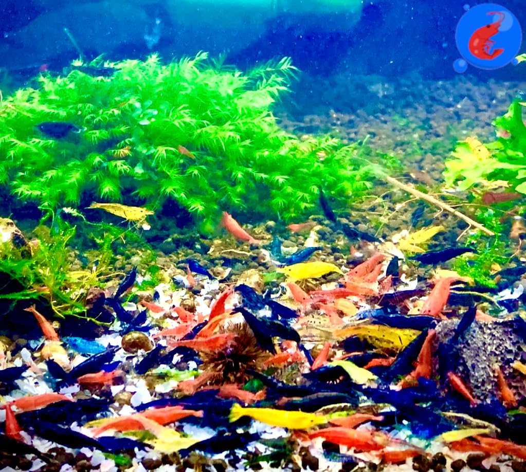 Generic Shrimp Up Aquatics™ 10+ Mixed Color Neocaridina Shrimp Live Freshwater Aquarium Inverts Live Arrival! Mixed
