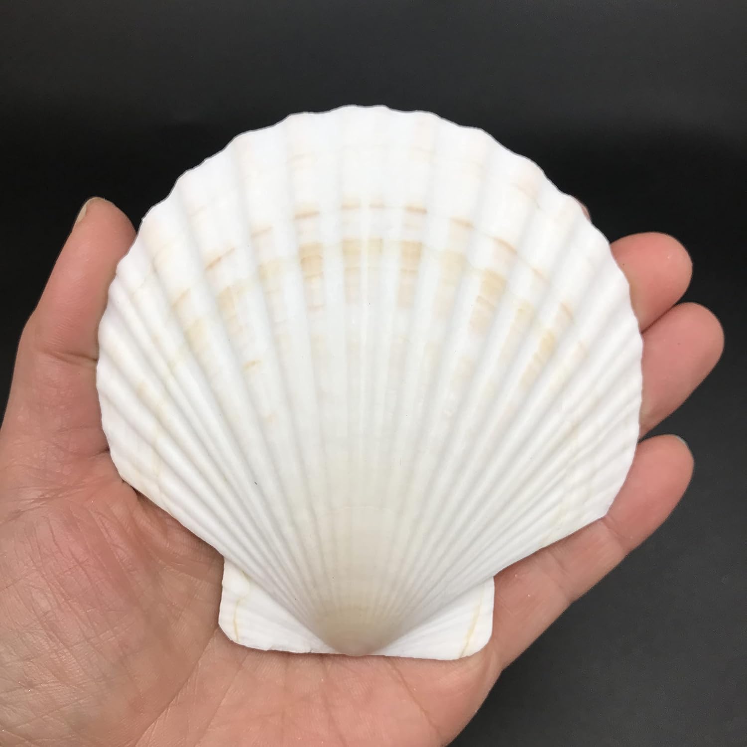 PEPPERLONELY 8 PC Large Great Scallop Sea Shells, Irish Deeps or Irish Baking Shells, 3 Inch ~ 4 Inch