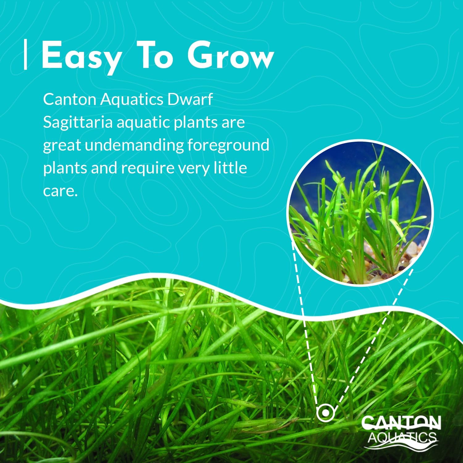 Dwarf Sagittaria (Subulata) Bundle - Easy Grow - Rooted Carpet Plants - Foreground Positioning - All Natural & Organic Aquatic Plant - Long Lasting & Easy to Care