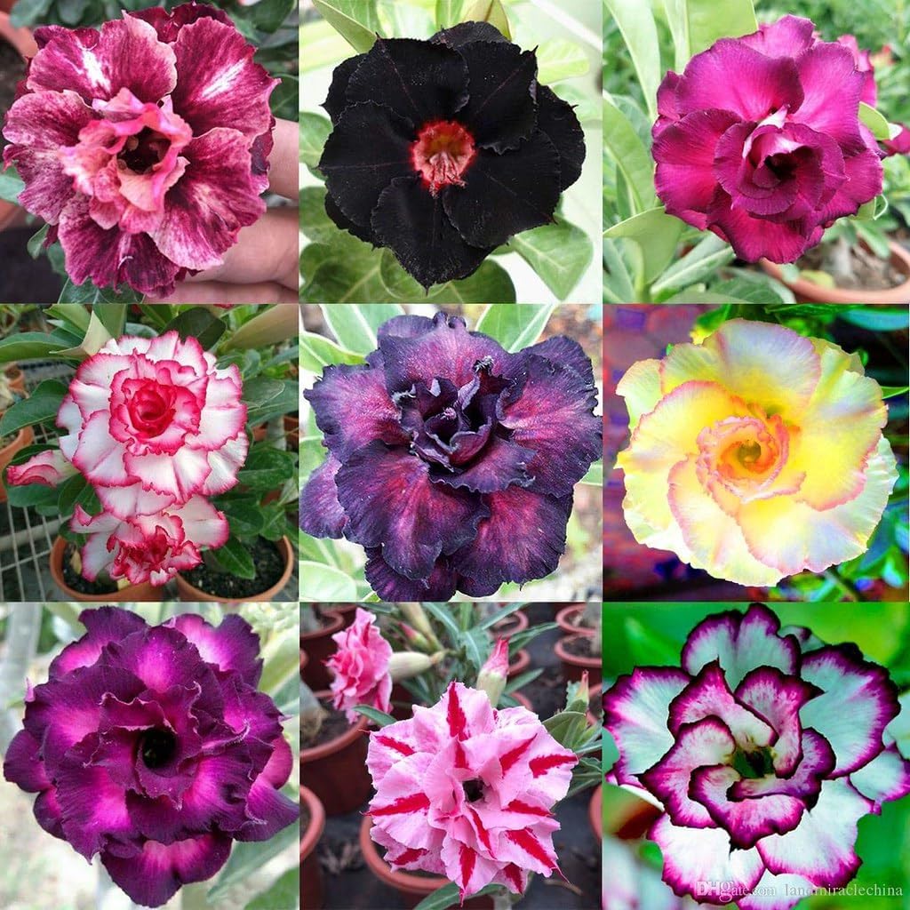 Gardenera Desert Rose Planting Mix - Provide Your Adenium with an Ideal Growing Environment - 4 QUARTS