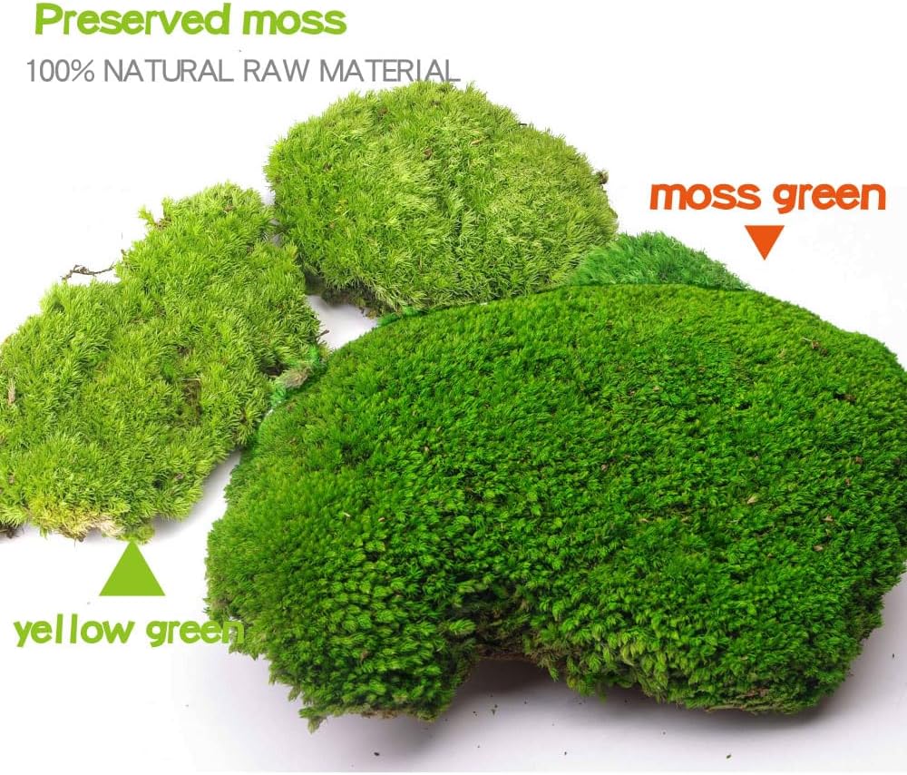 2 sq.ft Preserved Moss for Wall Decor Table Decor for DIY Bowl of Pole Moss Pillow Moss Natural Green (Moss Green -2.0sq.ft)