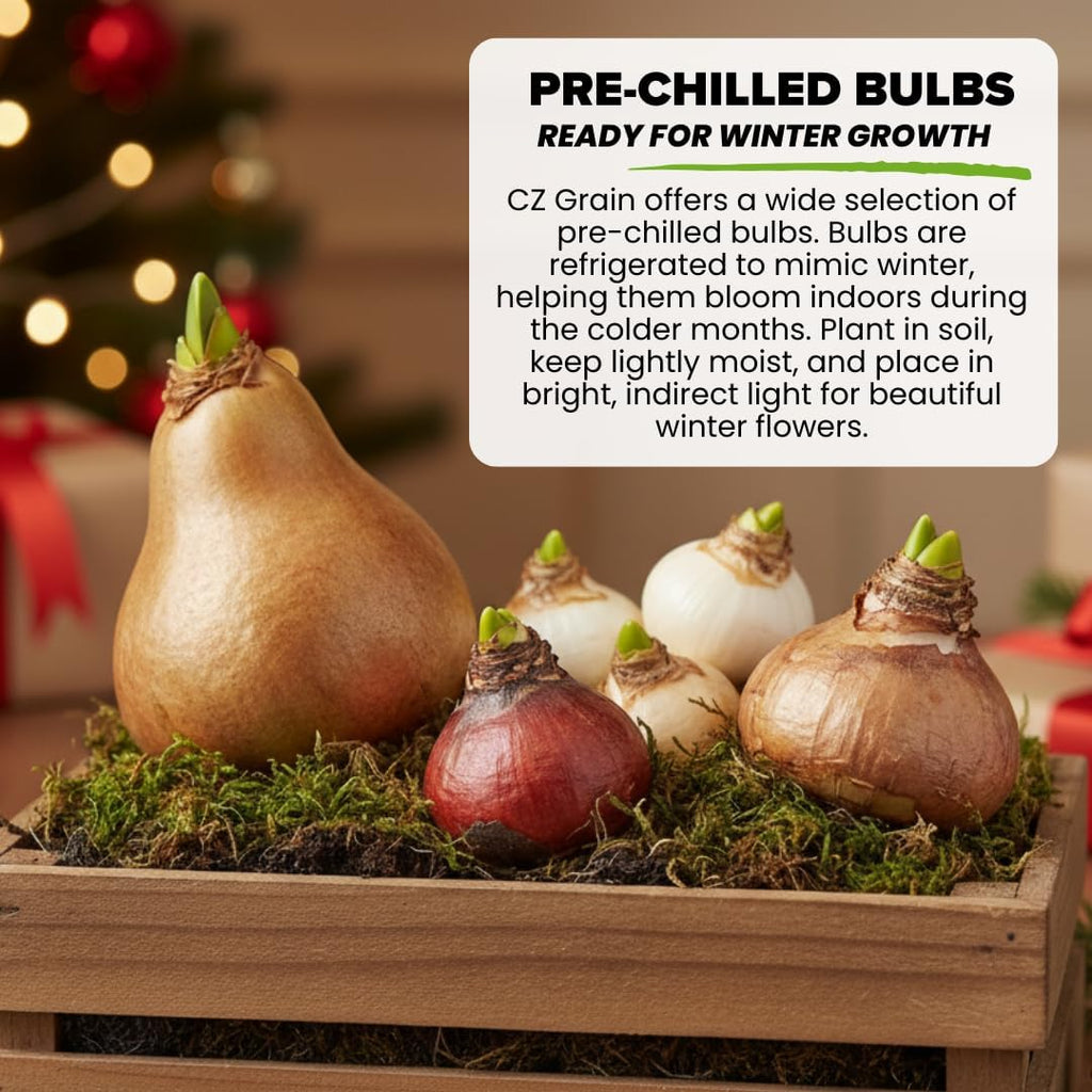 Pre-Chilled Crocus Bulbs for Forcing Indoors – Holiday Gift of Winter Cheer – Easy Flowers in Pots or Planters – Bloom Indoors or Plant Outdoors – Hostess, Teacher or Office Exchange Gift (10 Bulbs)