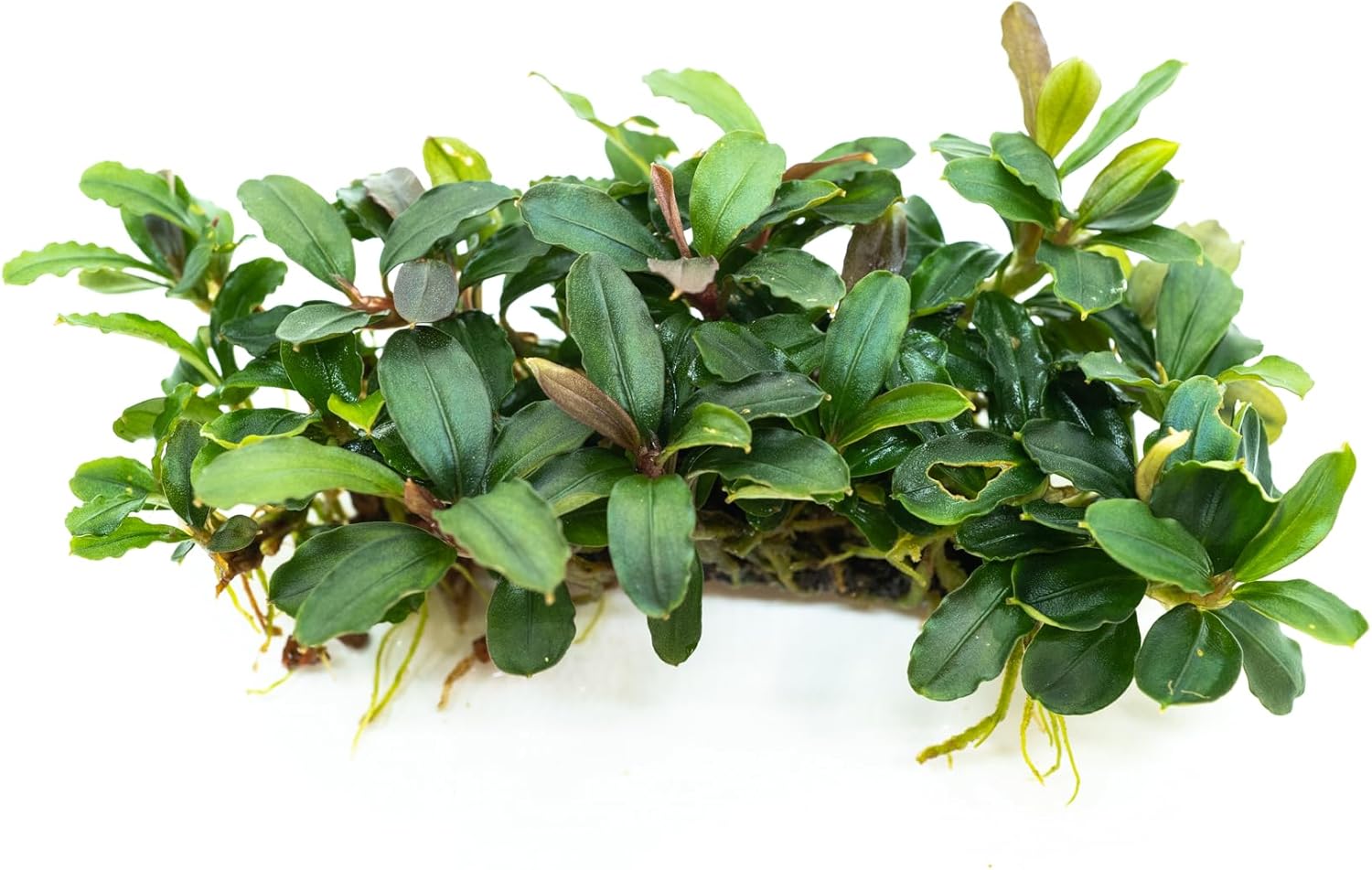 Bucephalandra Live Aquarium Plant Collection - Rare Aquatic Plants for Lush Aquarium Scapes, Natural Freshwater Fish Tank Decorations, Ideal Gift for Aquarists (Bucephalandra Pad (10+ Plants))