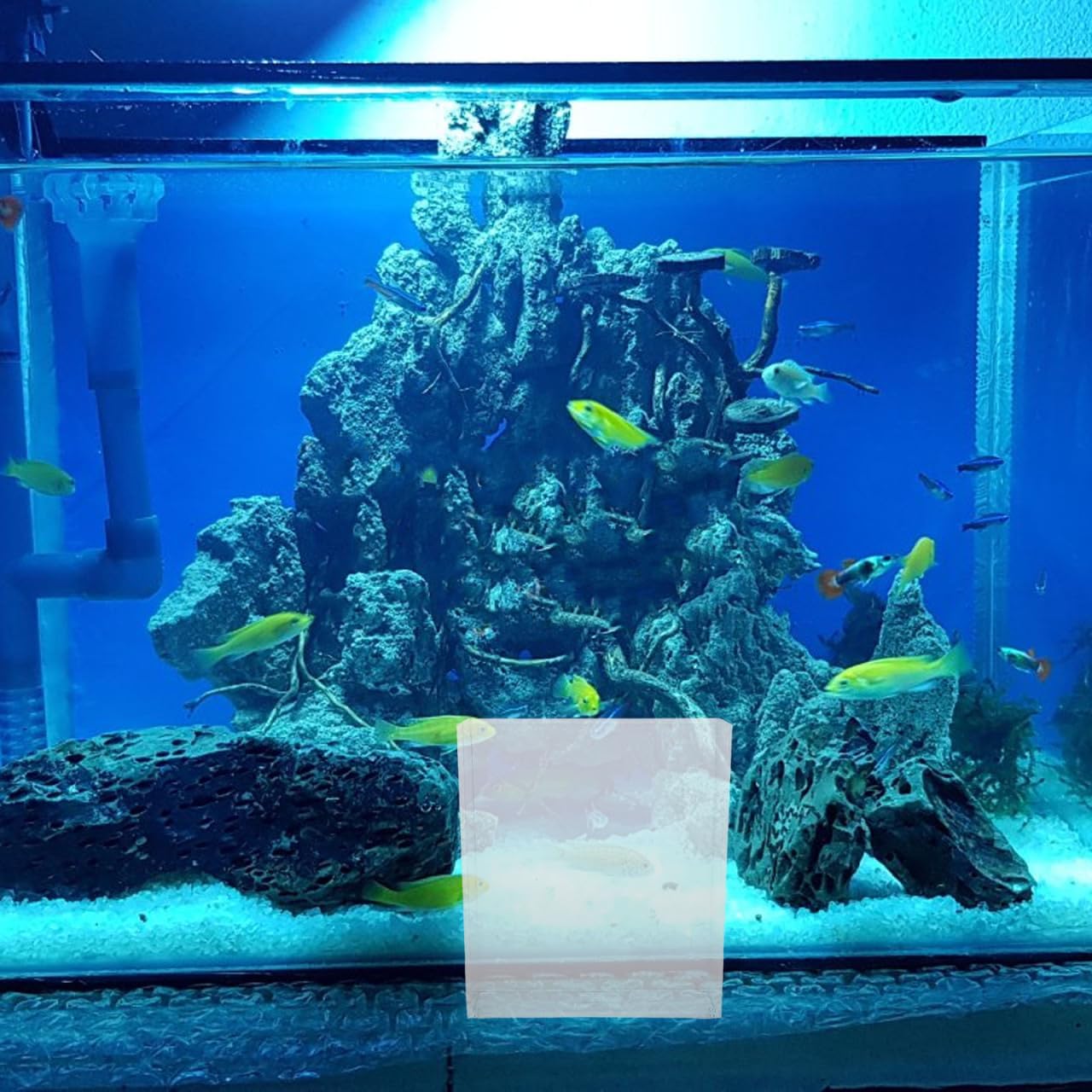 Kisangel Portable Transparent Fish Observation Box Small Lightweight Betta Fish Tank Breeding Container Easy to Use for Aquarium and Desktop Viewing