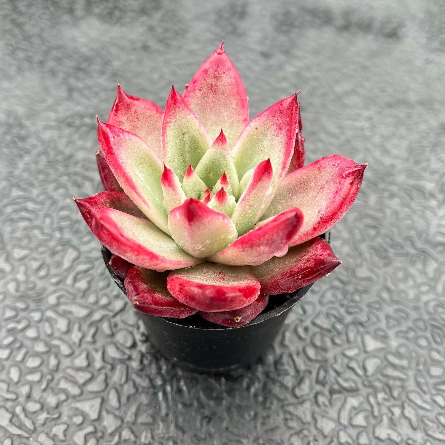 Live Succulent Echeveria 'Japanese PinkCherries', Approx 2-inch Large, Potted Succulents, Fully Rooted, Easy Care House Plants