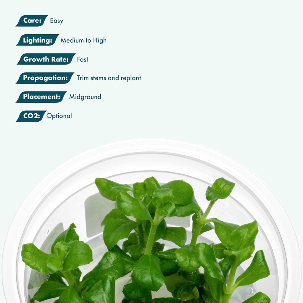 SubstrateSource Live Aquarium Plant - Hygrophila difformis Pink - Snail Free in-Vitro Easy Care Freshwater Aquatic Plants for Aquascaping, Med - High Light, Fast Growth - Tissue Culture