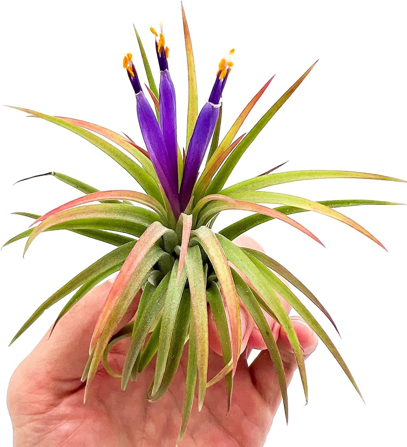 ragnaroc Air Plants Bulk - Tillandsia Ionantha Wholesale Pack, Regular 1-3" - 50ct - Live Arrival Guaranteed - House Plants for Home Decor & Gift