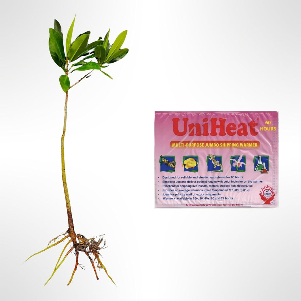 Generic AquaGardens | Red Mangrove - Live Plant (Large + Heat Pack for Cold Weather Shipping), Green