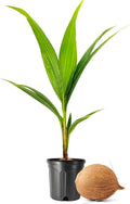 Coconut Palm | 1 Large Gallon Size Plant | Cocos nucifera | Tropical Landscaping, Indoor Tree, Patio Specimen, Air Purifying, Low Maintenance, Fast Growing, Exotic Houseplant, Lush Foliage