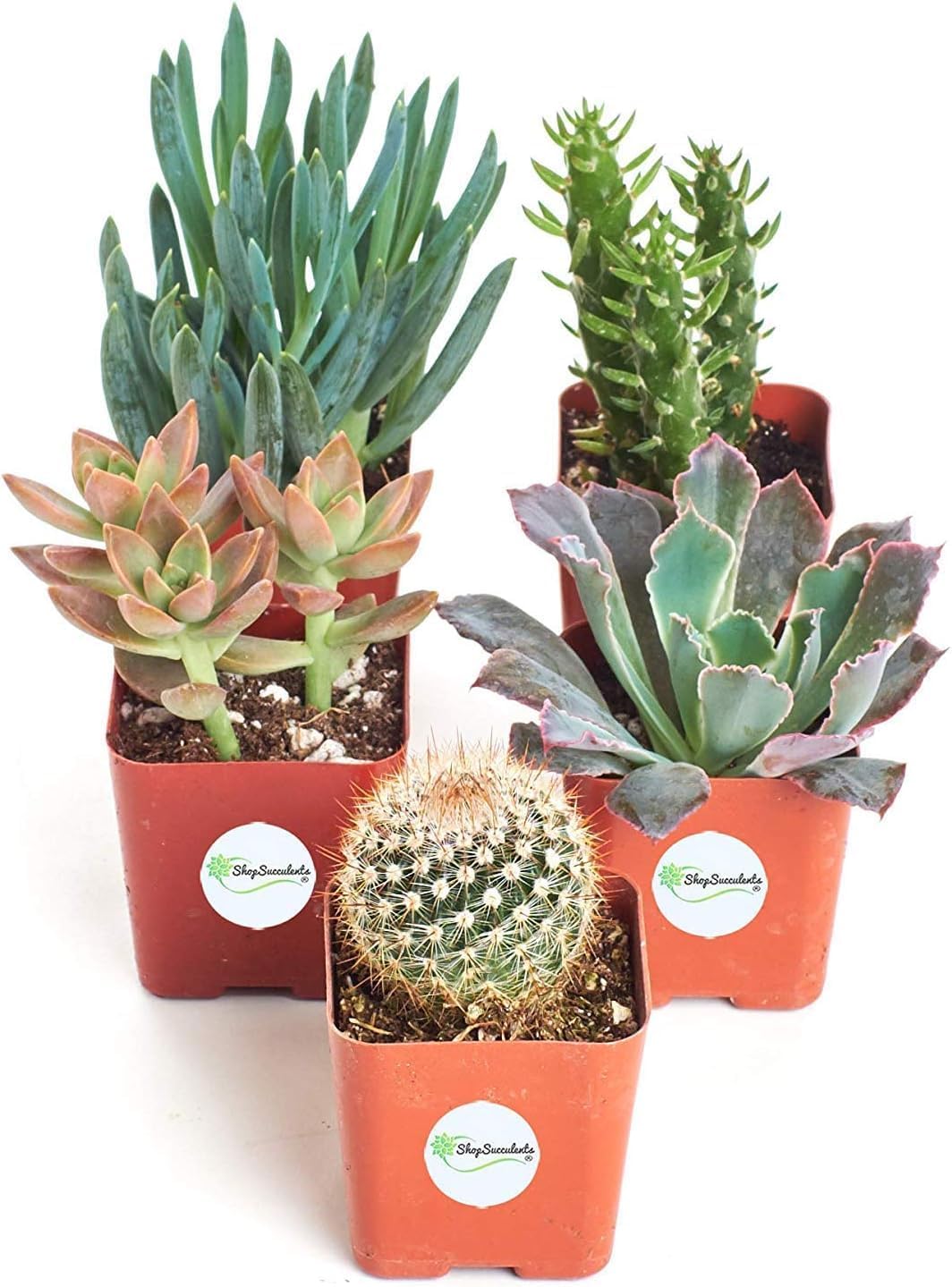 Shop Succulents Premium Live Mini Cactus and Succulent Plants in 2" Pots, Easy Care Indoor or Outdoor Gardening, Terrariums, Favors, & Contemporary Spaces with Hardy, Resilient Varieties, Pack of 5