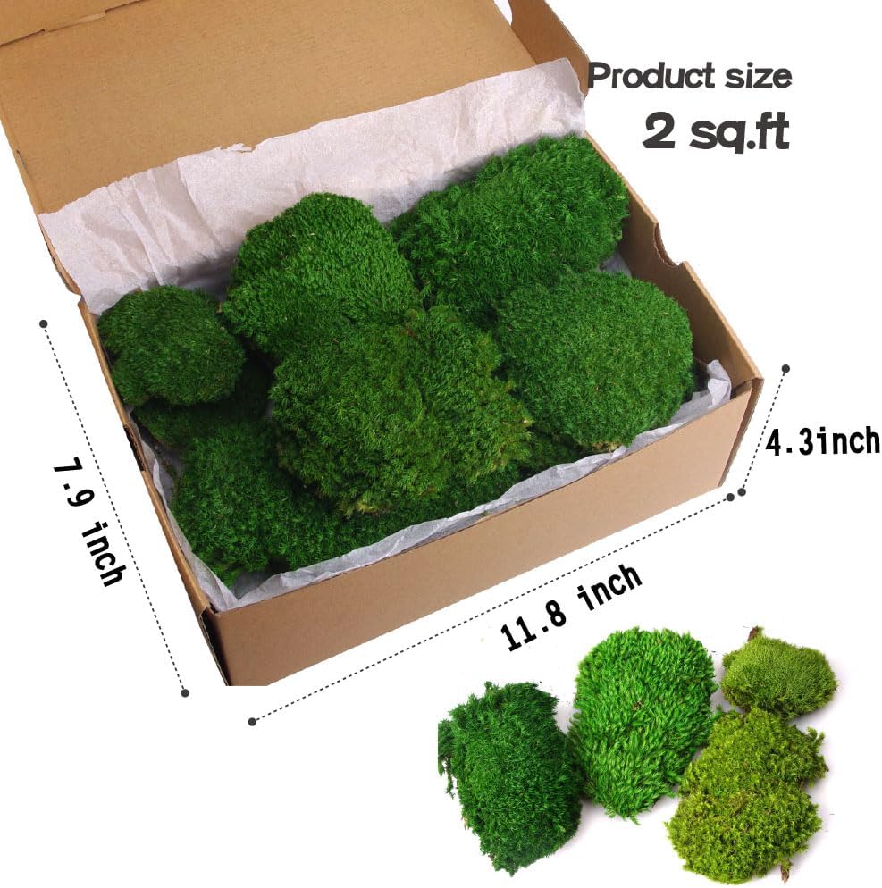 2 sq.ft Preserved Moss for Wall Decor Table Decor for DIY Bowl of Pole Moss Pillow Moss Natural Green (ForestGreen -2.0sq.ft)