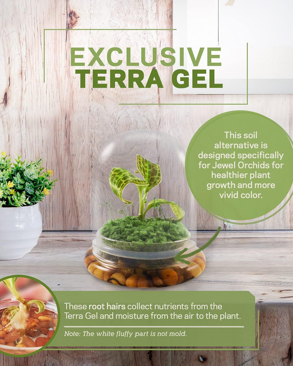 Bloomify Jewel Orchid, Live Orchid in Self-Sustaining Ecosystem, 100% Maintenance Free Healthy Terrarium Plants Guarantee, Great as Office and Home Decor (M. sanderiana with Moss)