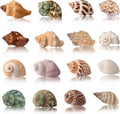 Hermit Crab Shells 40 PCS Natural Sea Conch for Replacement Shells and Small Fish Breeding Houses Conch Size 1-9 cm，Opening Size 0.5-3cm，for DIY Crafting Vase Fillers Party Home Seaside Decoration