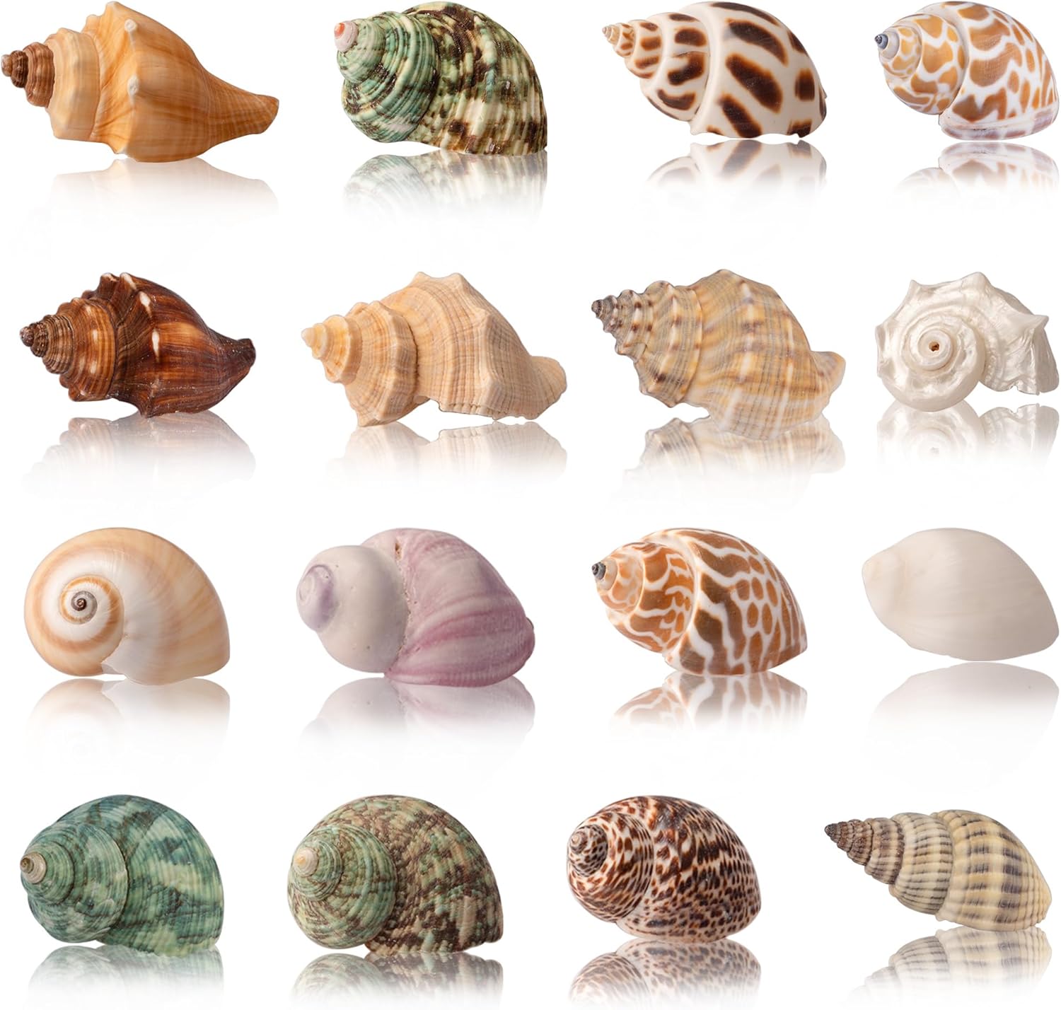Hermit Crab Shells 40 PCS Natural Sea Conch for Replacement Shells and Small Fish Breeding Houses Conch Size 1-9 cm，Opening Size 0.5-3cm，for DIY Crafting Vase Fillers Party Home Seaside Decoration