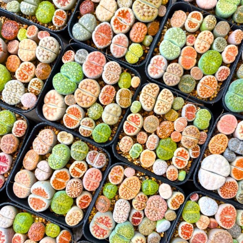 Set 20 Mix Lithops Succulents Plants Live Bulks, Corlorful Living Stones Lithops Live Plants, Beautiful Lithops Living Stones to Grow, Lithop Succulents Cactus Lithop Seedlings