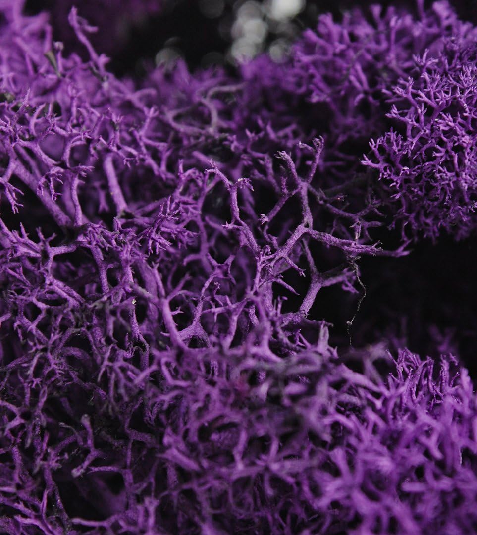 SuperMoss (25141) Reindeer Moss Preserved, Purple, 8oz (200 cubic inch)