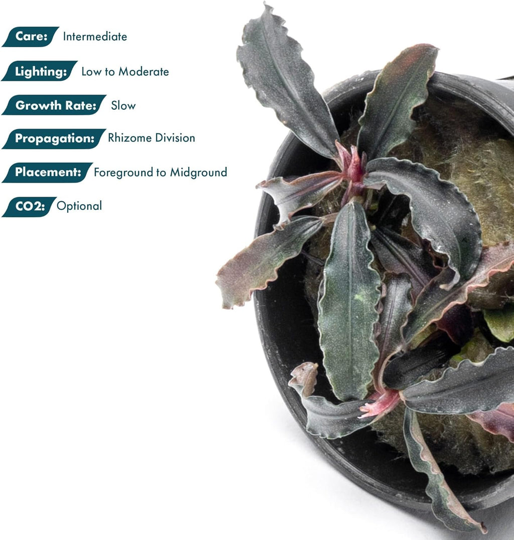 SubstrateSource Bucephalandra Godzilla Potted Live Aquarium Plant - Natural Freshwater Fish Tank Decorations and Aquatic Décor