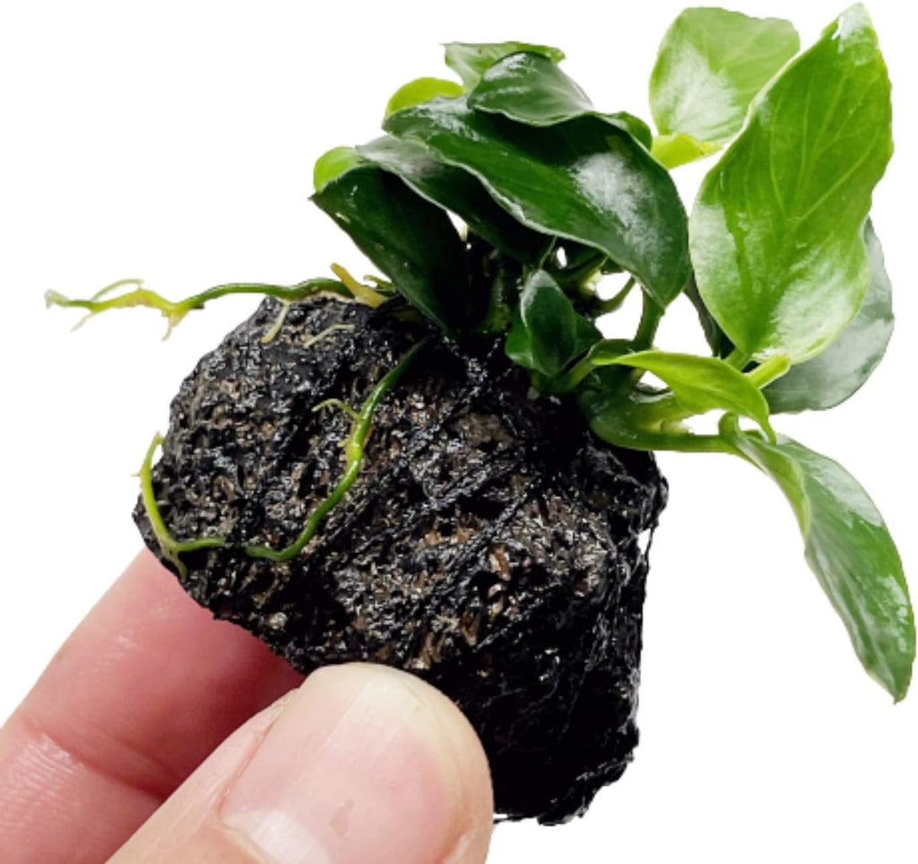 Anubias Nana On Stone Live Aquarium Plant Tropical Freshwater Decorations