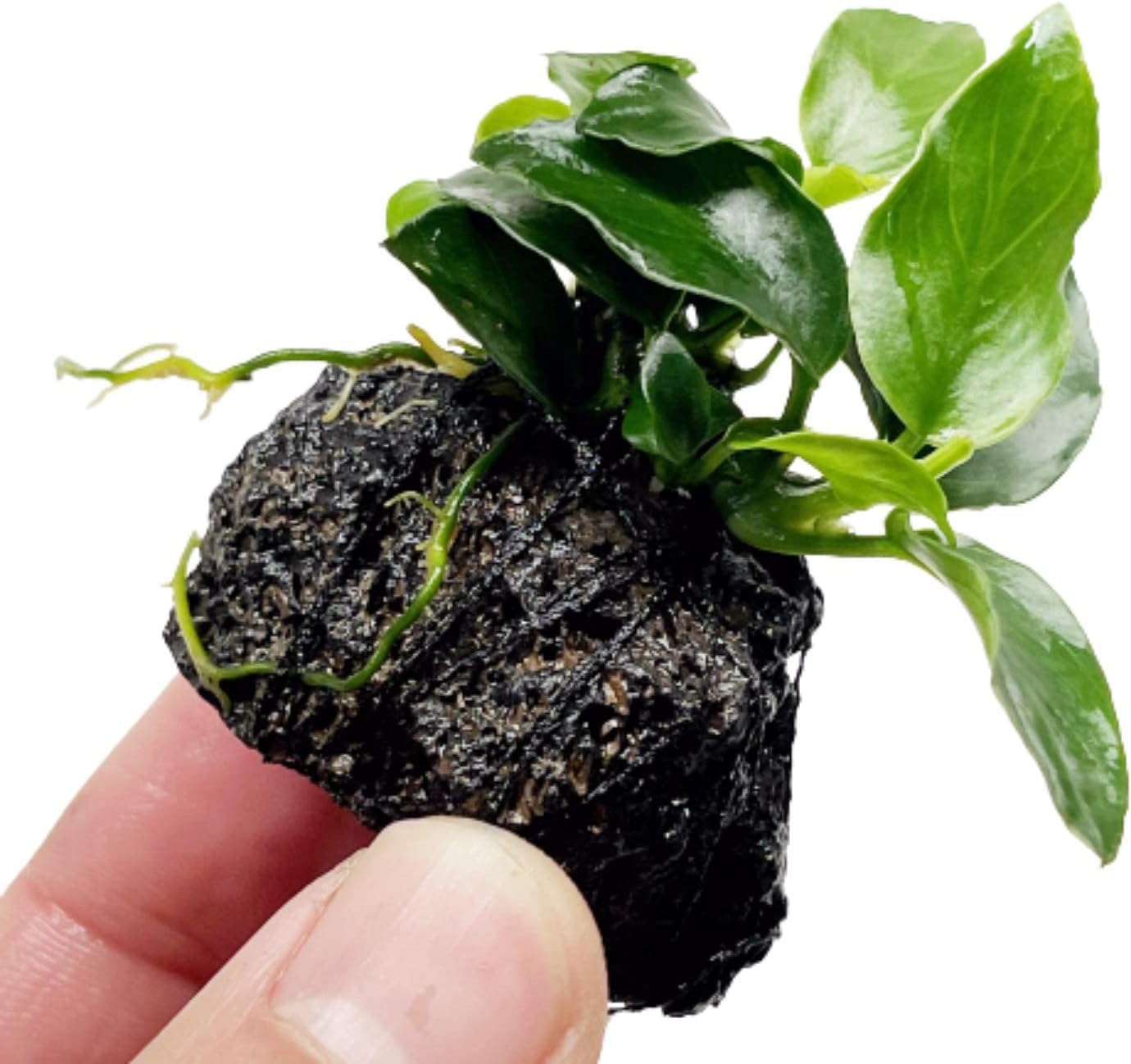 Anubias Nana On Stone Live Aquarium Plant Tropical Freshwater Decorations