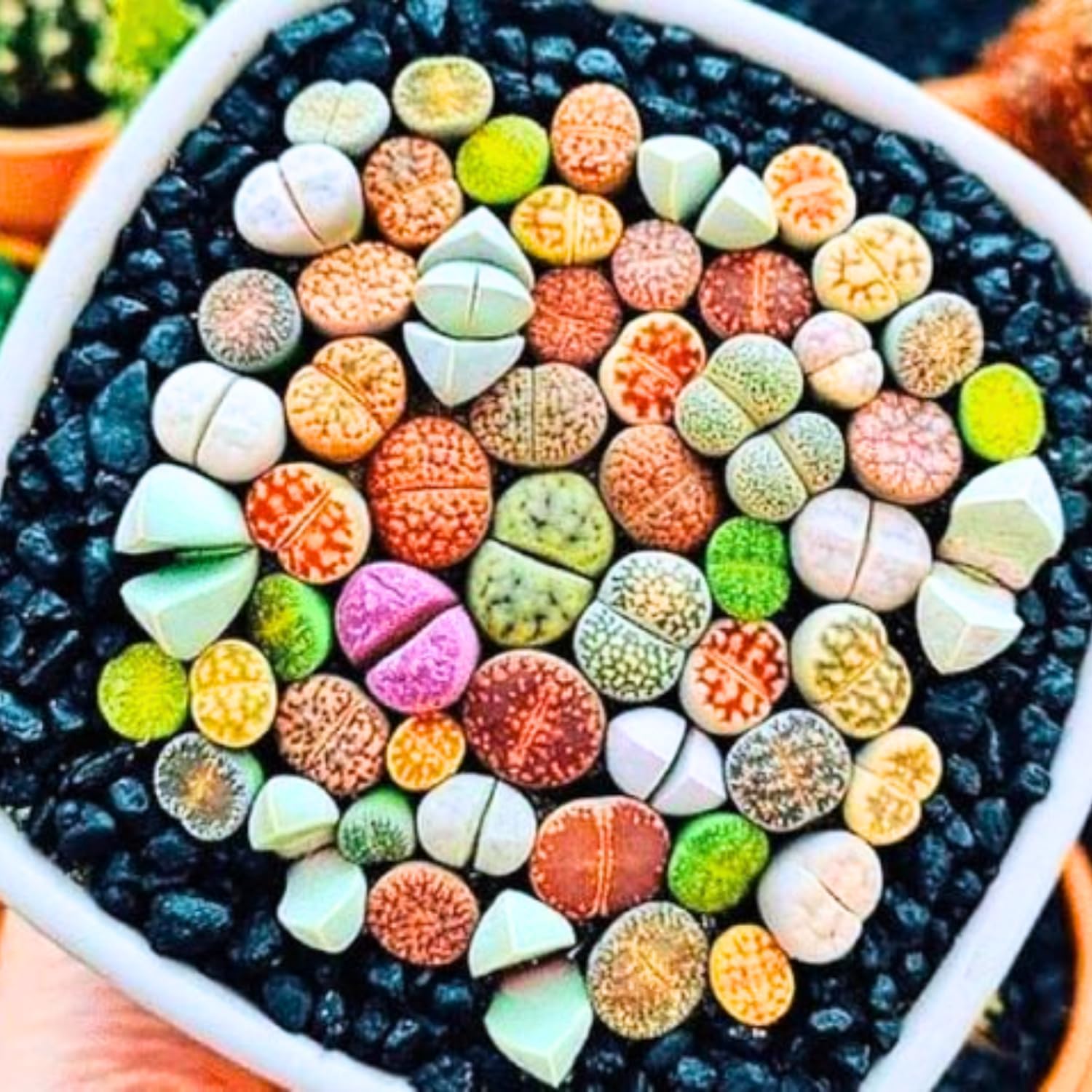 Lithops Live Plants Mix, 30 Colorful Lithops Succulents Plants Live, Rocks Living Stones Succulent for Planting Indoors Outdoors