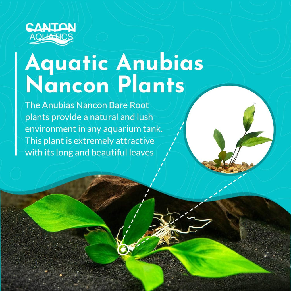 Live Aquarium Anubias Nancon Bare Root Plant - Low Light Aquarium Midground - Long Lasting & Easy to Maintain Aquatic Plants - Suitable for Moderate Lighting - Medium