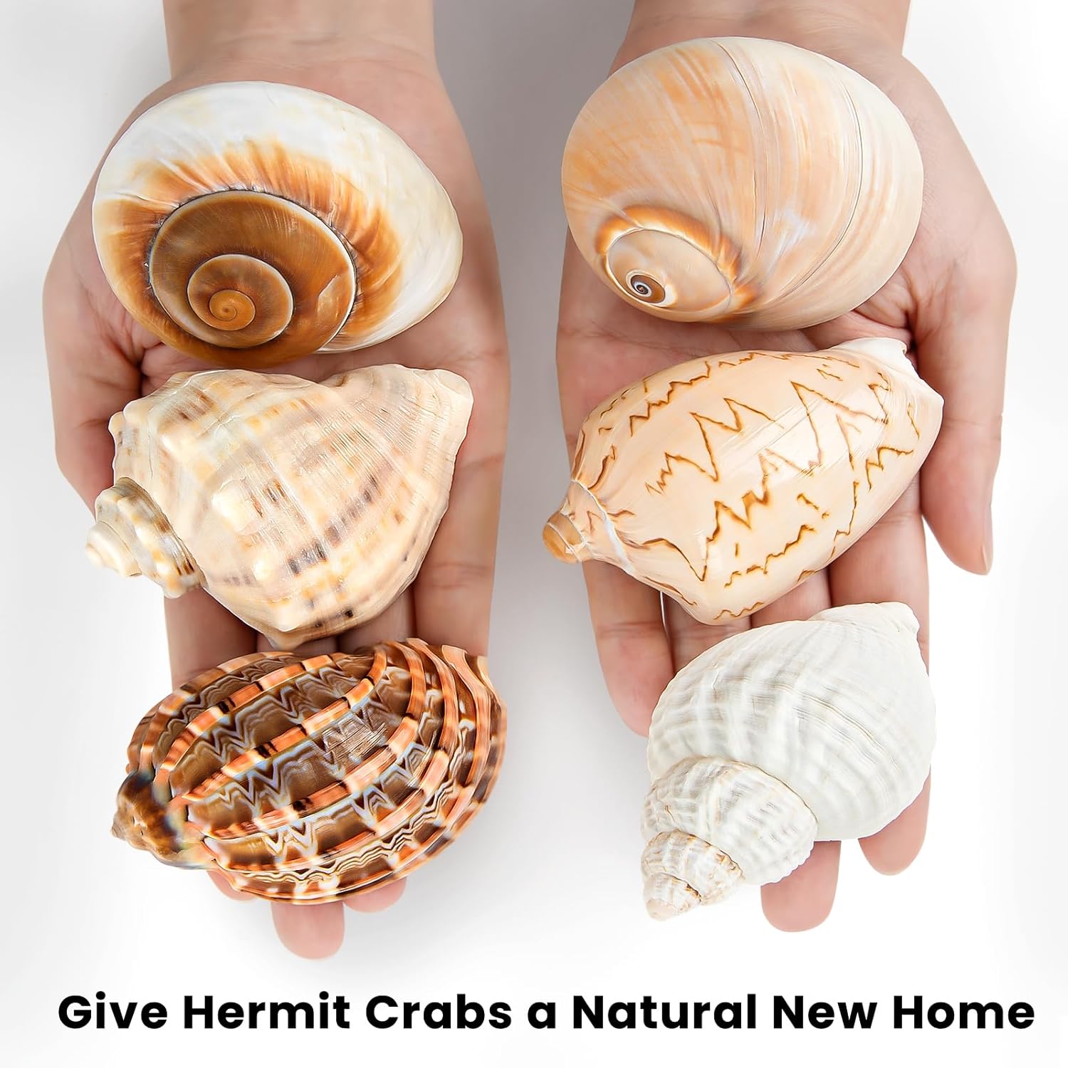 6PCS Large Hermit Crab Shells | Natural Sea Conch Size 3" - 3.5", Opening Size 1.5" - 2.5" | Turbo Seashells for Hermit Crab Supplies and Beach Decoration Large Sea Shell
