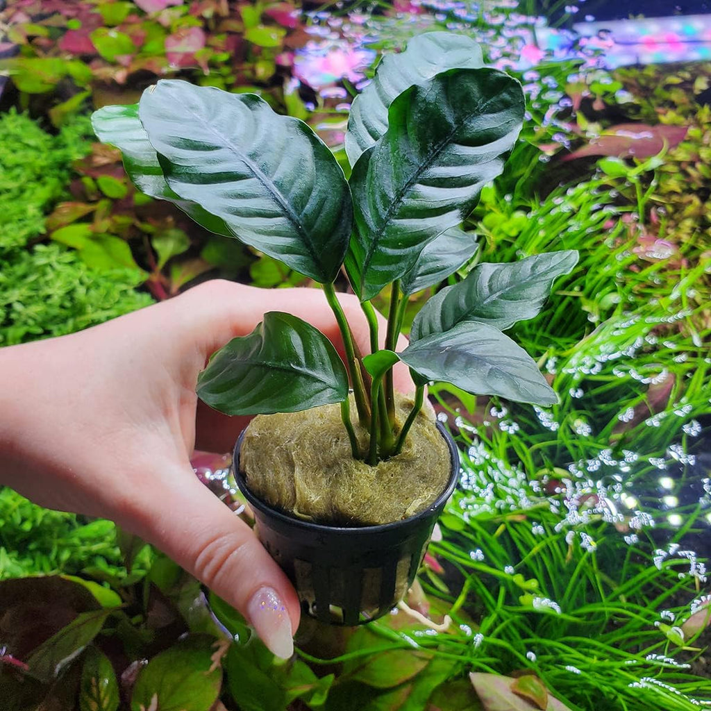 SubstrateSource Anubias Live Aquarium Plants - Potted Freshwater Plant for Fish Tanks, Terrariums - Beginner Friendly Low Light (Barteri Coffeefolia, 1 Pot)
