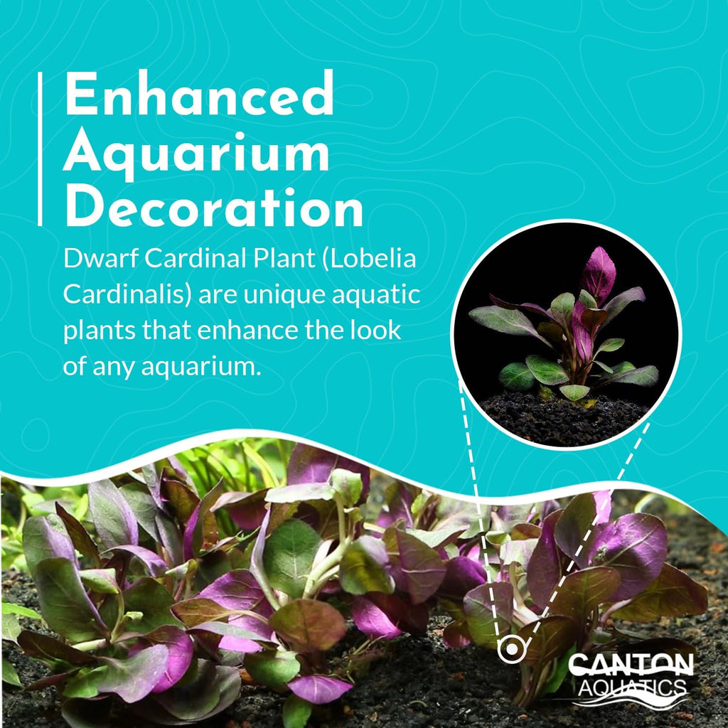 Dwarf Cardinal Plant (Lobelia Cardinalis) - Beautiful Colures - Versatile Plants - Mid-Ground Positioning - All Natural & Organic Aquatic Plant - Long Lasting & Easy to Care - Bunch