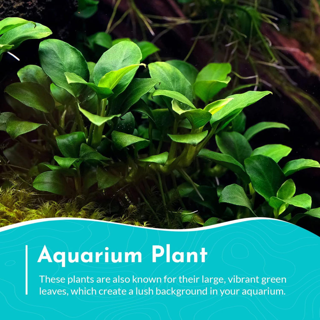 Anubias Congensis - Live Freshwater Aquarium Plant for Aqua scaping, Hardy & Easy to Grow, Perfect for Beginner Aquariums - Adds Natural Beauty & Provides Fish Shelter - Medium