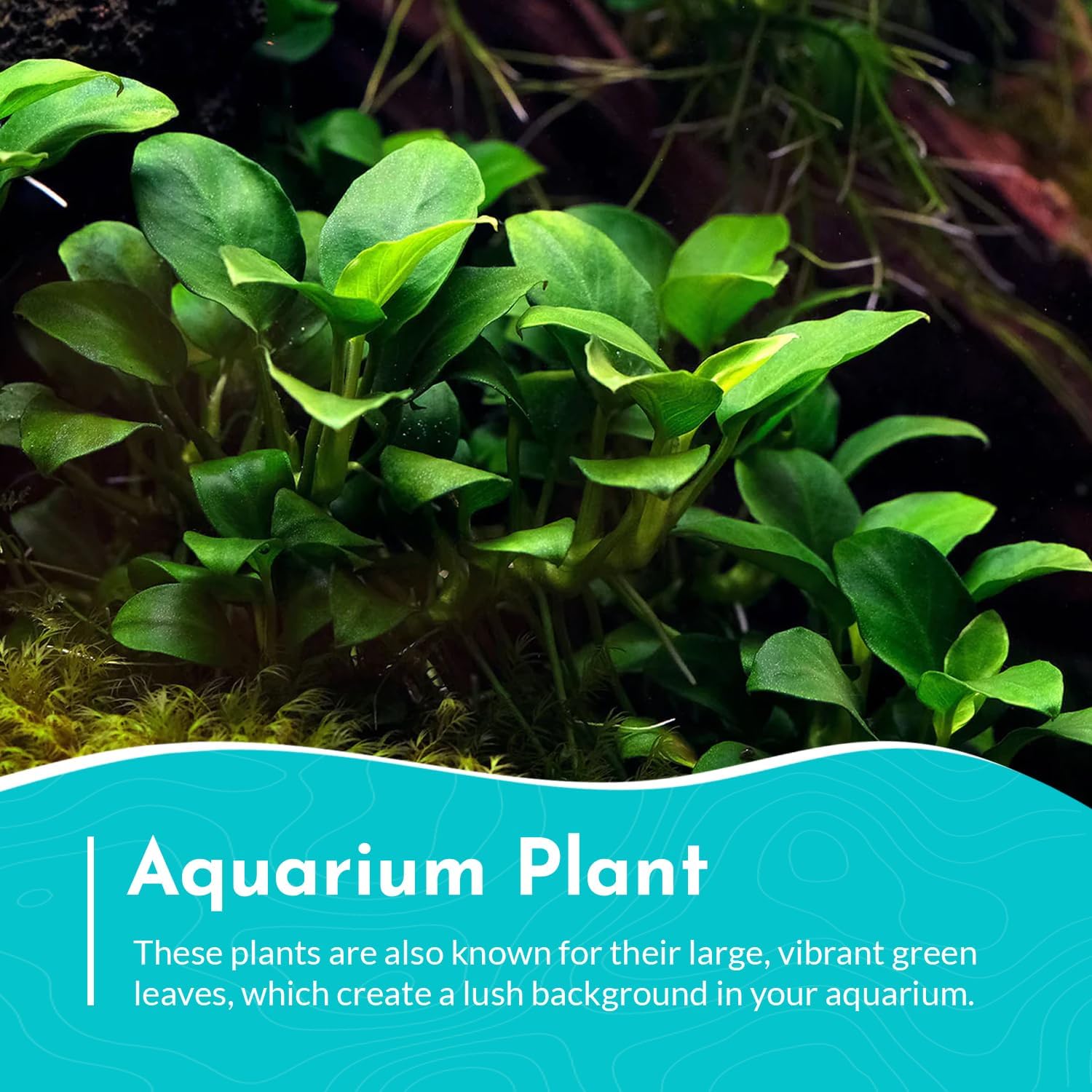 Anubias Congensis - Live Freshwater Aquarium Plant for Aqua scaping, Hardy & Easy to Grow, Perfect for Beginner Aquariums - Adds Natural Beauty & Provides Fish Shelter - Medium