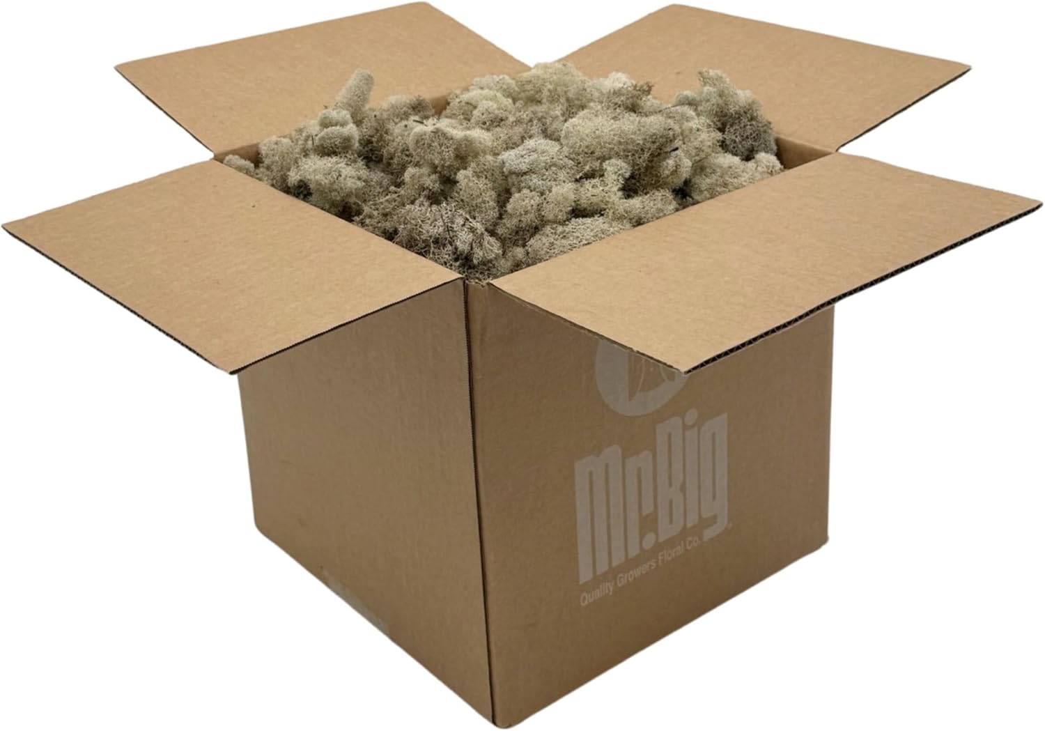 Preserved Reindeer Moss - Moss for Crafts, Home Decor, Art, Design & DIY Projects - Non-Toxic - USA Made (Natural, Standard Box)