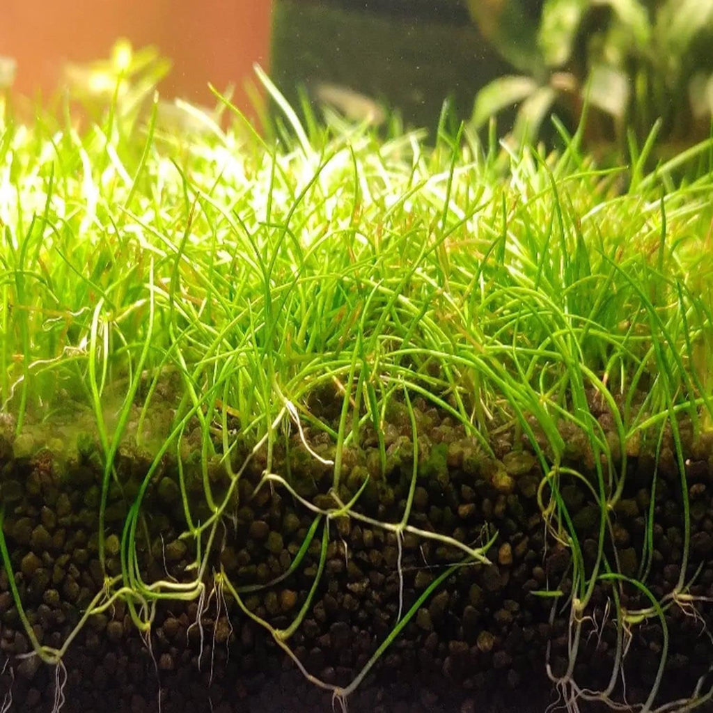 Hairgrass Dwarf Eleocharis Parvula Tissue Culture US Grow Live Aquarium Plant Tropical Freshwater Decorations BUY2GET1FREE