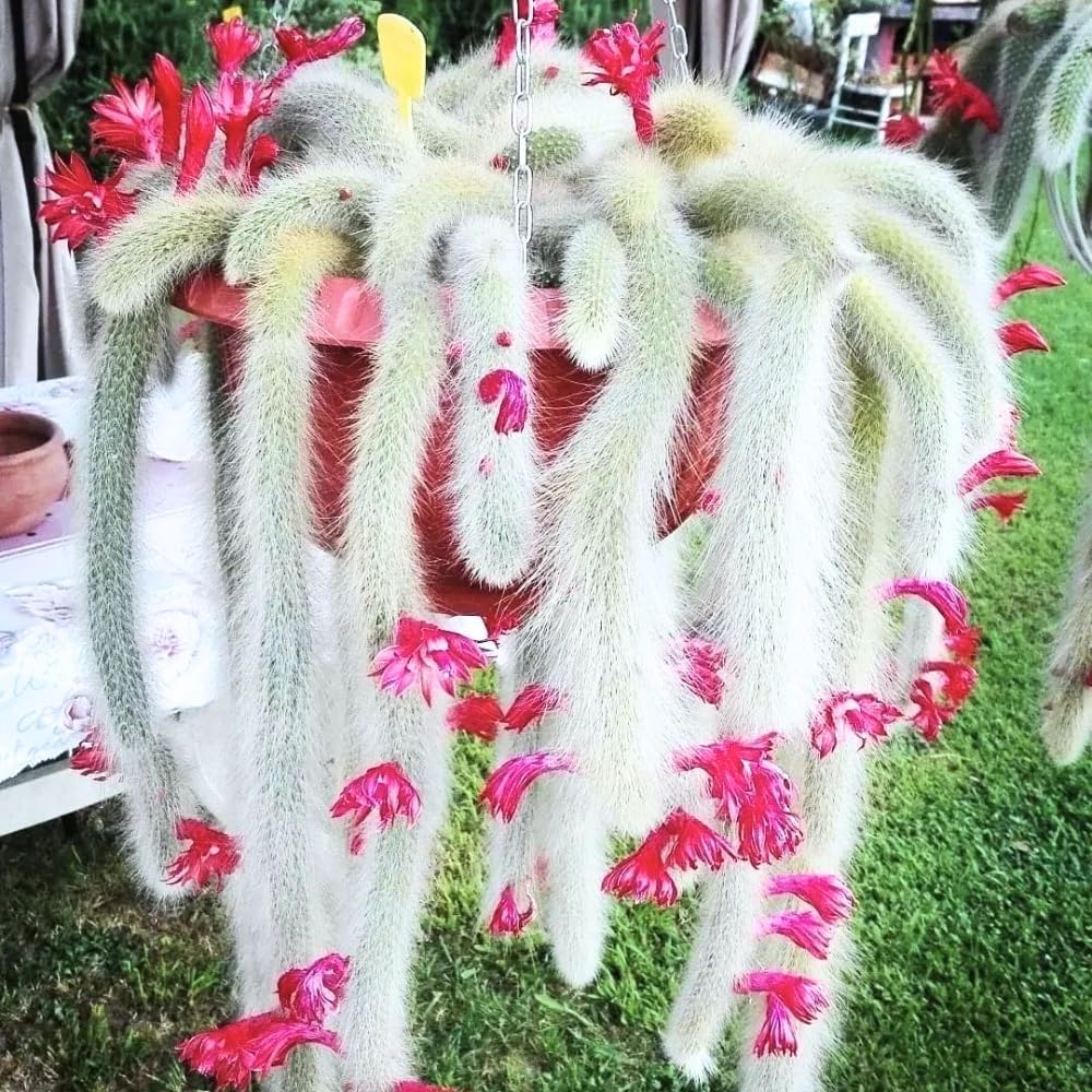 Monkey Tail Cactus Live Plant, 6-8 Inch Rare Trailing Cactus Live Rooted Succulent, Easy Care Hanging Cactus Houseplant Bareroot