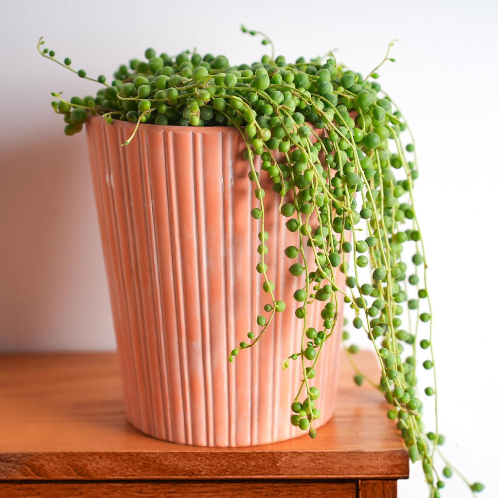 Sprout N Green Live Mini Succulent Plant, 2in String of Pearls, 1 Pack Rare Fully Rooted in Pot, Real House Plant for Home Office Wedding Decoration DIY Projects Party Favor